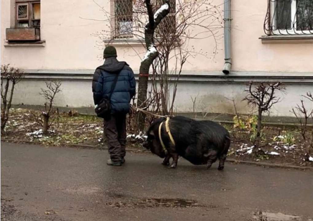 В Киеве мужчина выгуливал свинью