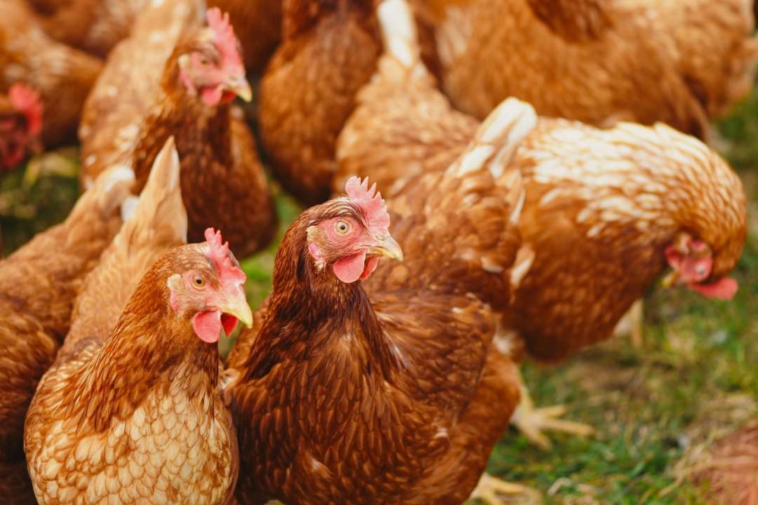 В Україну завезли курятину з сальмонелою
