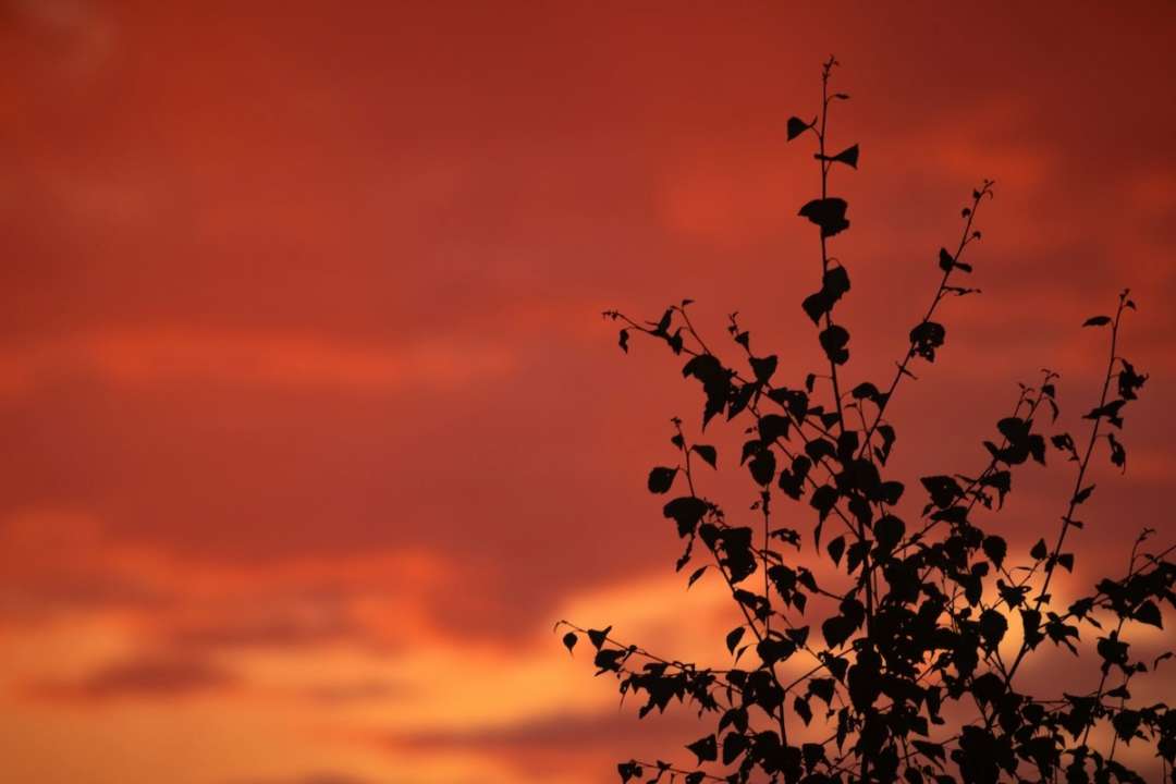 Хто святкує іменини 10 жовтня/Фото: Unsplash Хто святкує іменини 10 жовтня/Фото: Unsplash