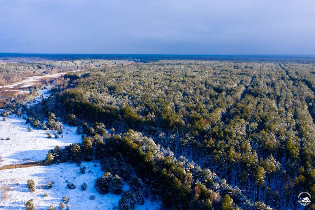 Влаштували "лежанки" на снігу: у Чорнобильському заповіднику на фото потрапили дикі птахи