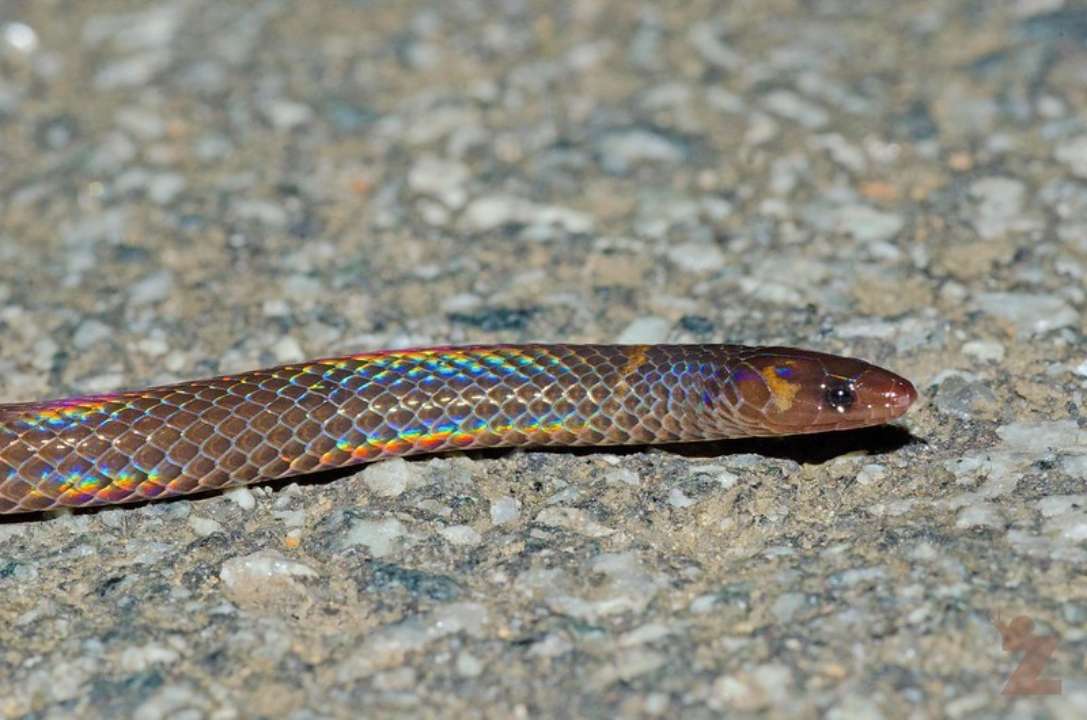 Pseudorabdion longiceps