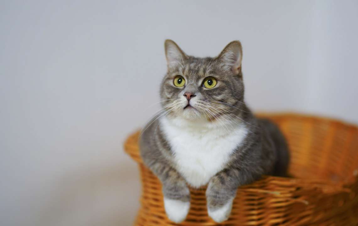 Кот