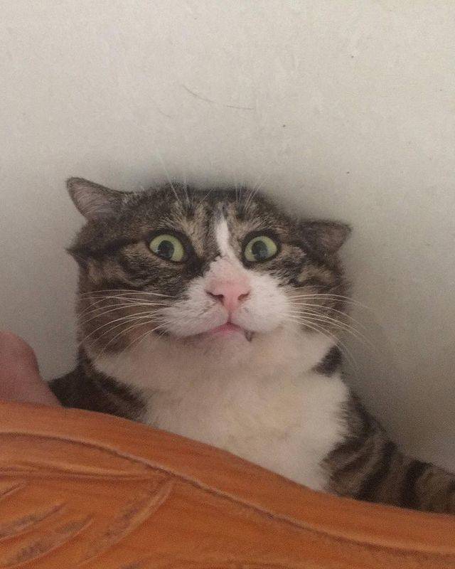 Экспрессивный кот из Китая стал звездой Сети/Фото: Instagram Экспрессивный кот из Китая стал звездой Сети