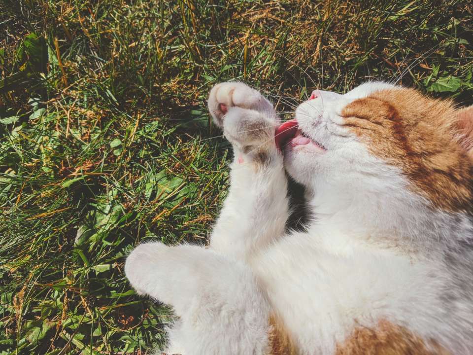 Кот затопил здание ратуши Доккума/Фото: Unsplash Кот затопил здание ратуши Доккума/Фото: Unsplash