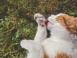 Кот затопил здание ратуши Доккума/Фото: Unsplash Кот затопил здание ратуши Доккума/Фото: Unsplash
