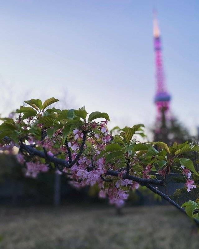 Фото из открытых источников Весенняя красота: в Японии зацвела сакура. Фото