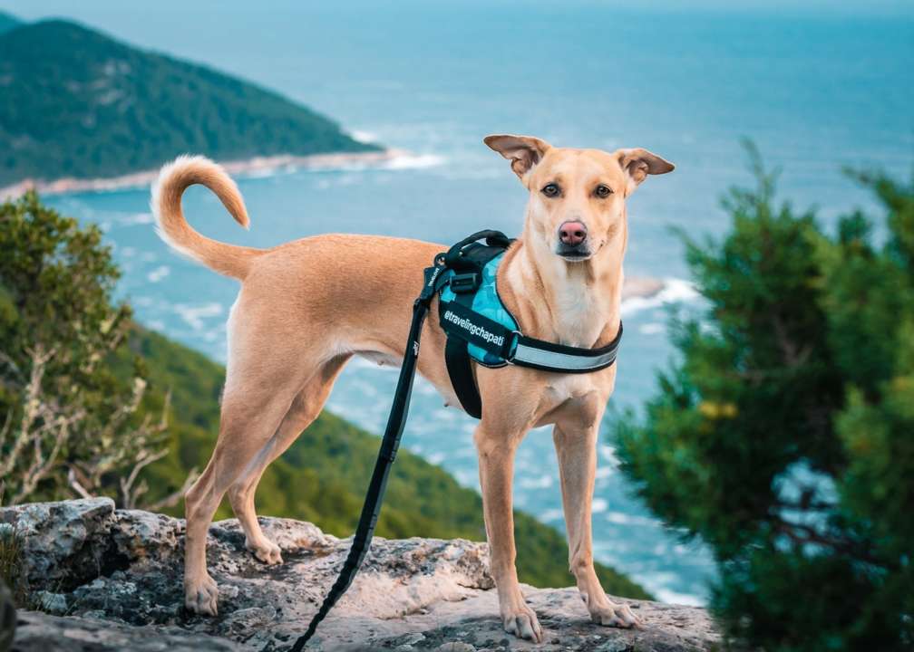 Фото: Facebook @travelingchapati Собака з Києва відвідала 30 країн світу і встановила національний рекорд