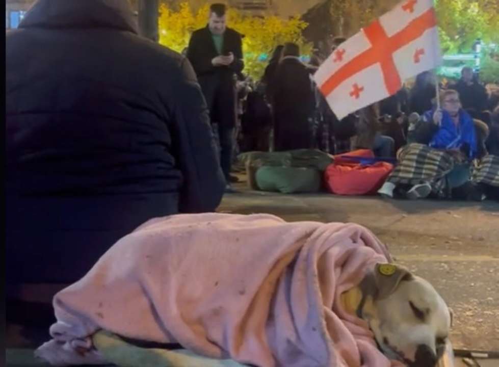 Украинская музыка на протестах в Грузии: "Океан Эльзы" звучит на улицах Тбилиси