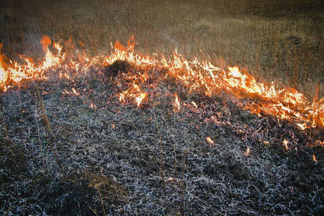Спалення сухої трави прирівнюється до диверсій — Дмитро Лубінець