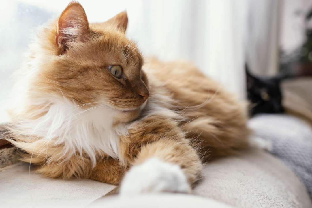 Чем кормить животных/Фото: Vecteezy Кот