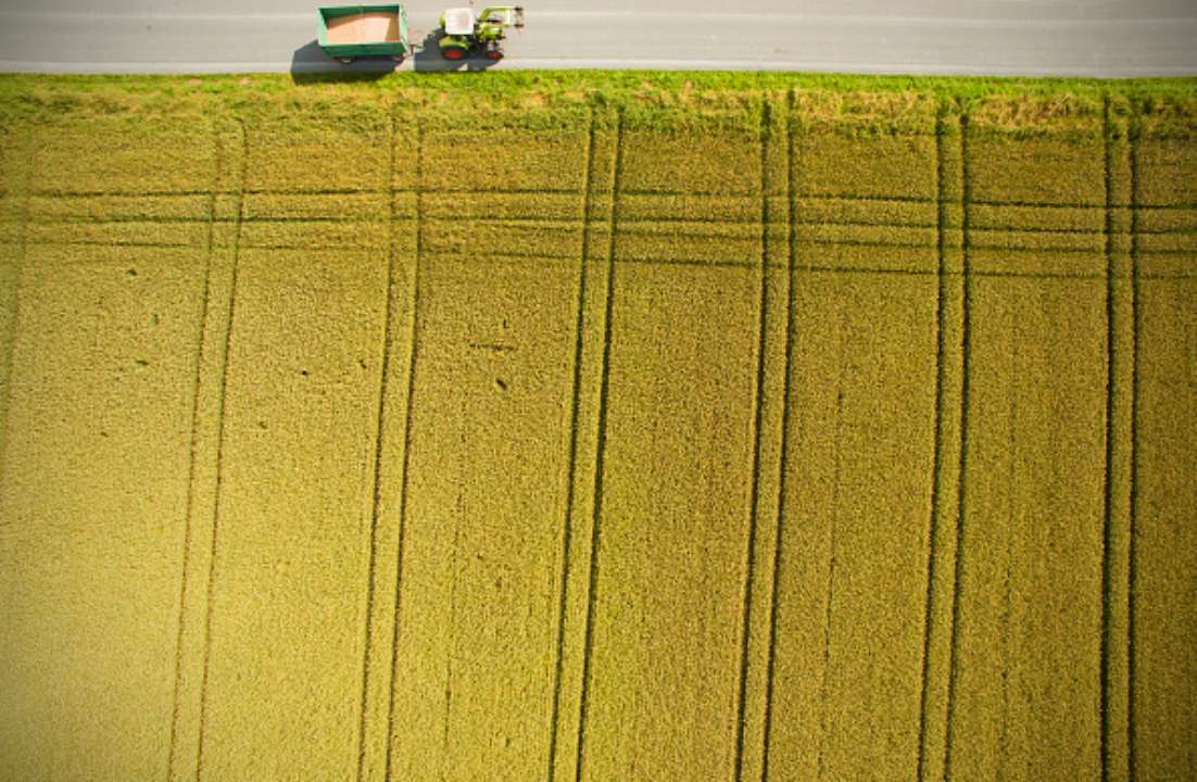 У Нью-Йорку фермери створили гігантський напис/Фото: Alexander Koerner/Getty Images "Ми разом з Україною": у Нью-Йорку фермери створили гігантський лабіринт на кукурудзяному полі