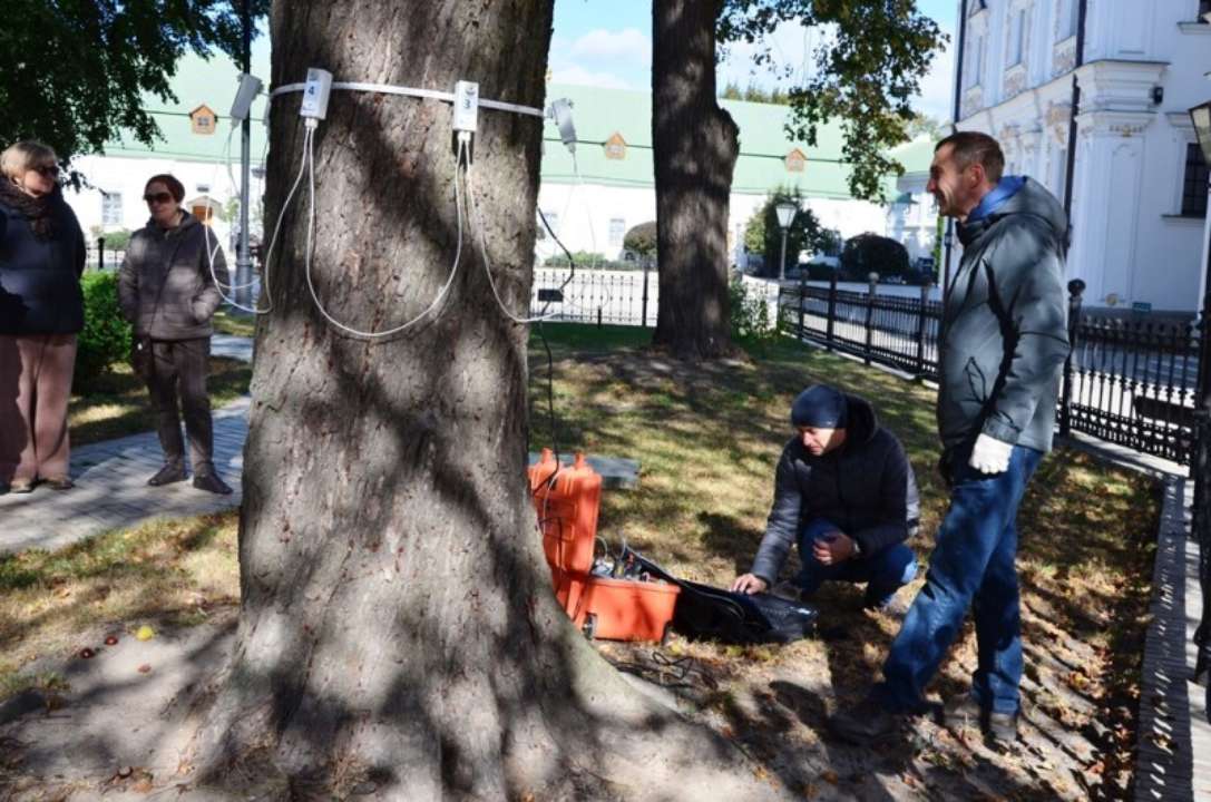 Деревья, которые растут на территории Киево-Печерской лавры, будут лечить/Фото: КО "Київзеленбуд" Деревья, которые растут на территории Киево-Печерской лавры, будут лечить: детали