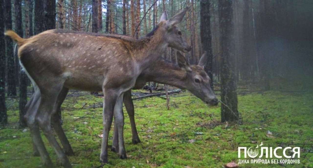 У Чорнобильському заповіднику показали гордовиту тварину. Фото