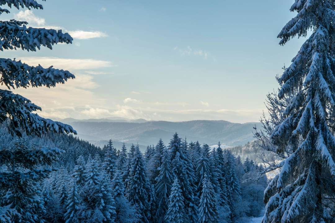Праздники и народные приметы на 6 декабря/Фото: pexels Лес