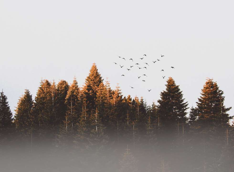 Гори