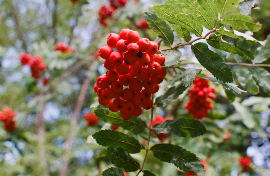 Дерево позитива и достатка: почему нужно посадить у дома рябину