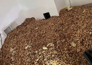 В США запасливый дятел частично разрушил дом/Фото: Nick’s Extreme Pest Control В США запасливый дятел частично разрушил дом/Фото: Nick’s Extreme Pest Control