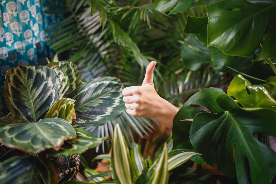 Эта специя ускоряет рост любимых растений в разы / Фото: Katya Ross/Unsplash Эта специя ускоряет рост любимых растений в разы / Фото: Katya Ross/Unsplash
