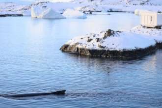 фото: facebook @AntarcticCenter украинским полярникам посчастливилось встретиться с горбатыми китами