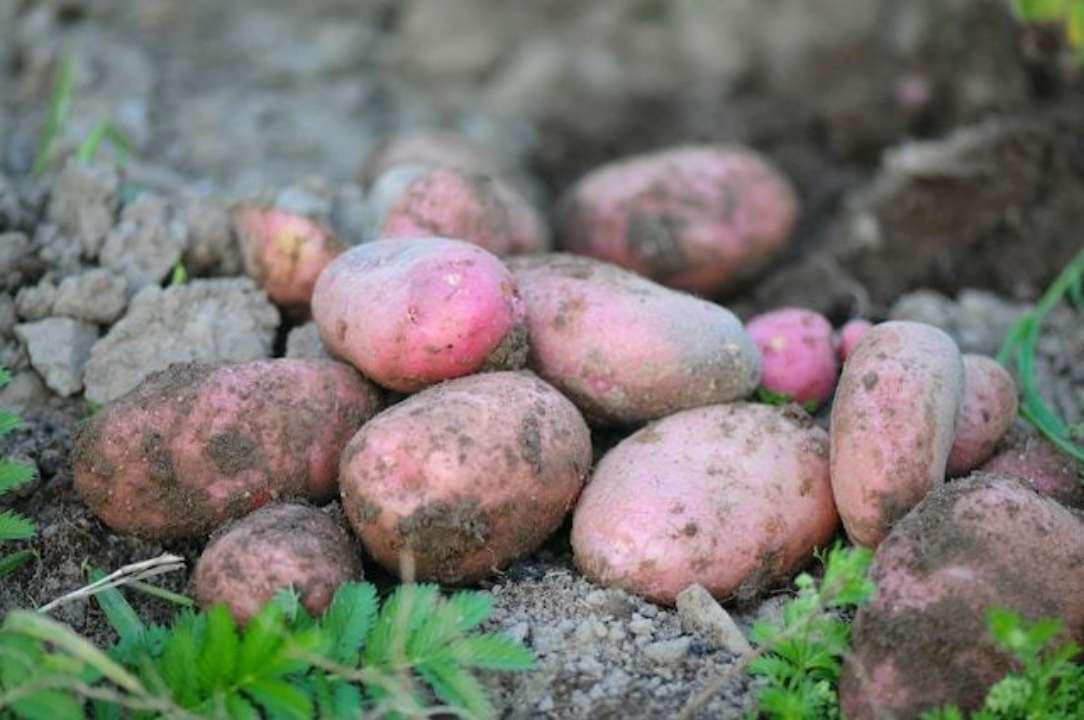 картофель
