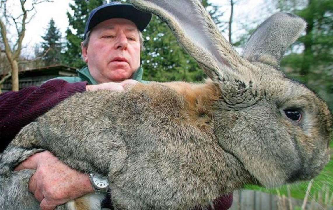 У Великій Британії вкрали найбільшого кролика у світі