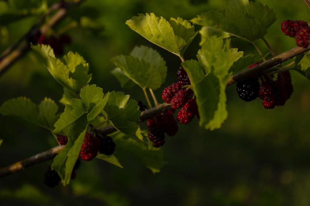 Полезные свойства шелковицы. Фото: Unsplash/Автор - Anton Maksimov 5642.su Вред шелковицы