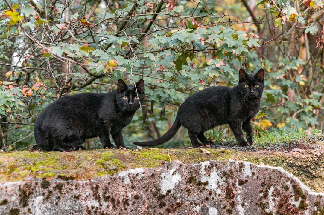Откуда возникли суеверия о черных котах/Фото: Unsplash