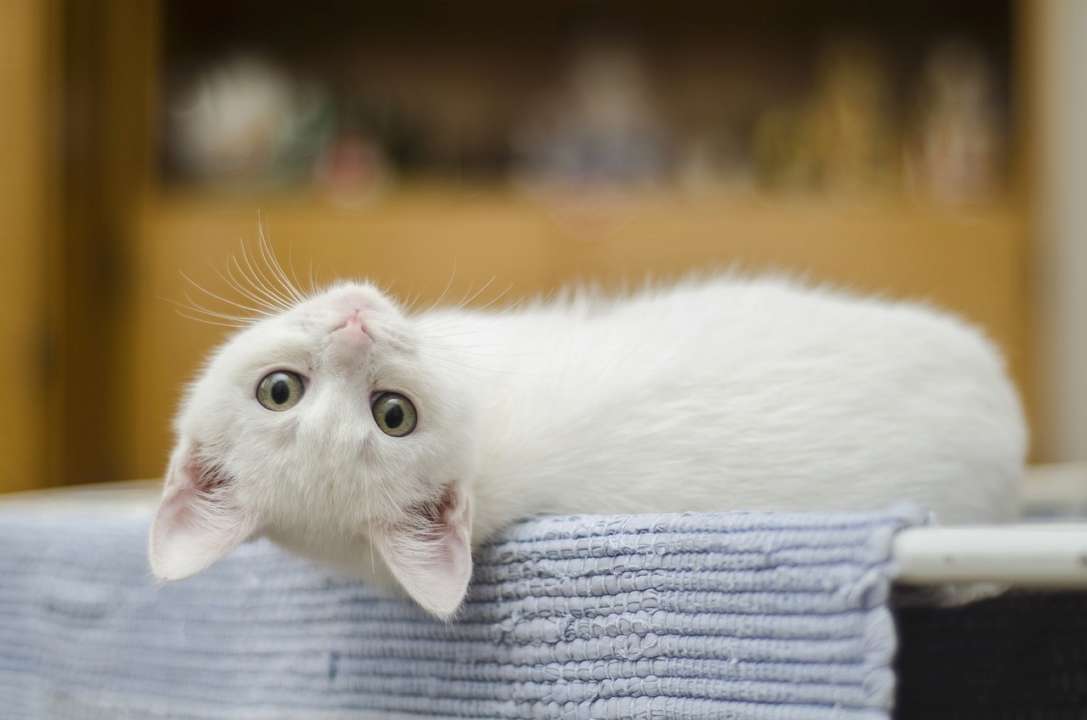 Шерсть на мебели: как очистить за 5 минут / фото: pixabay Шерсть на мебели: как очистить за 5 минут