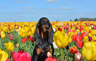 Фото: toodaloocoonhounds песик