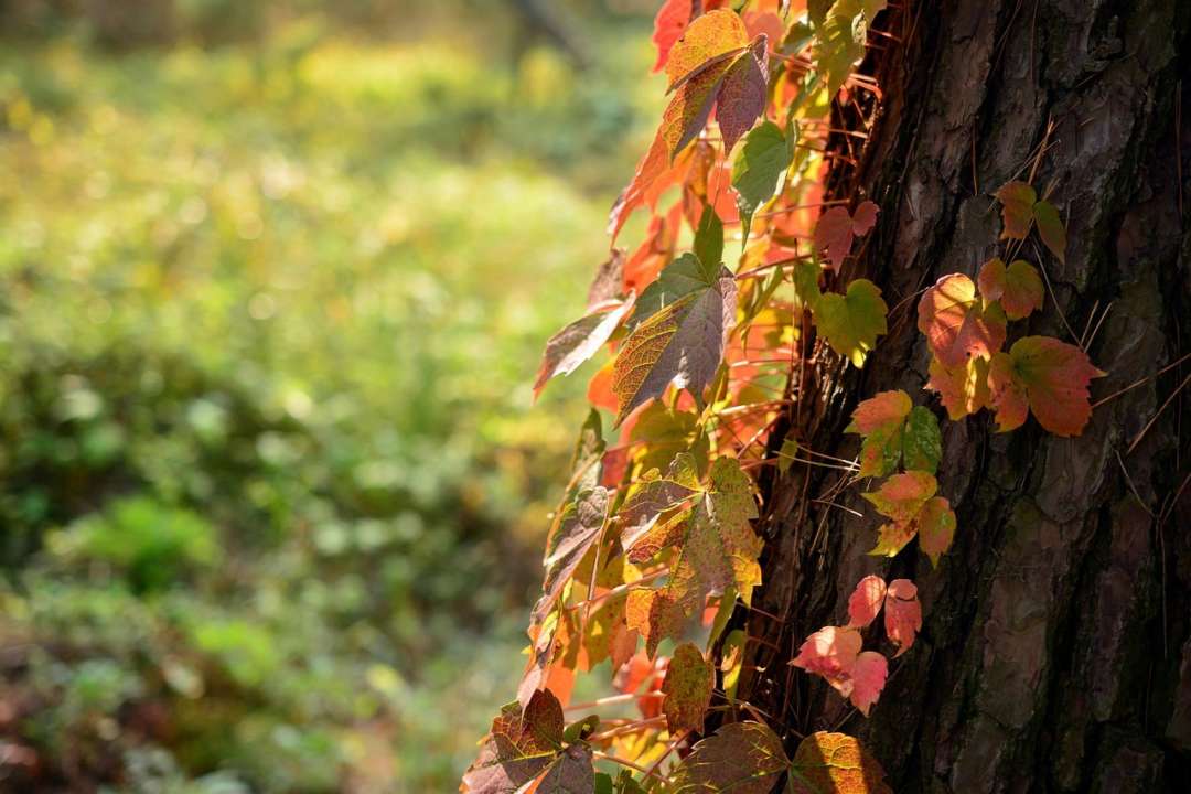 15 сентября в Украине потеплеет: прогноз погоды/Фото: pixabay 15 сентября в Украине потеплеет: прогноз погоды
