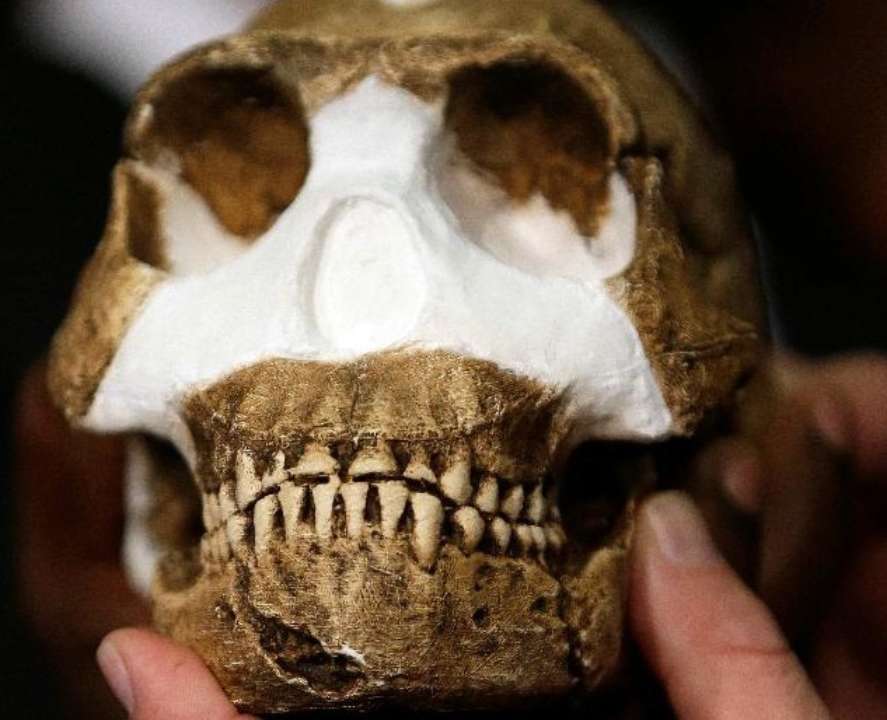 Череп Homo Naledi