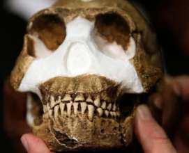 Вчені виявили найдавніше поховання в історії/Фото: 3D Printer Store/Flickr Череп Homo Naledi