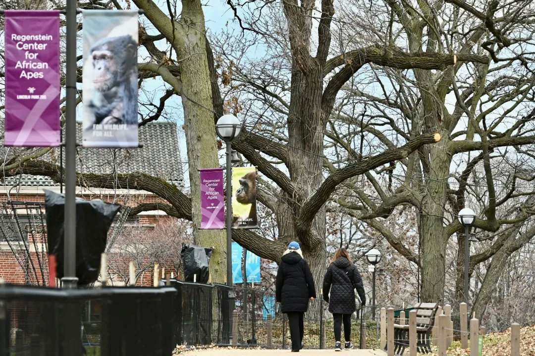300-літній дуб у Чикаго