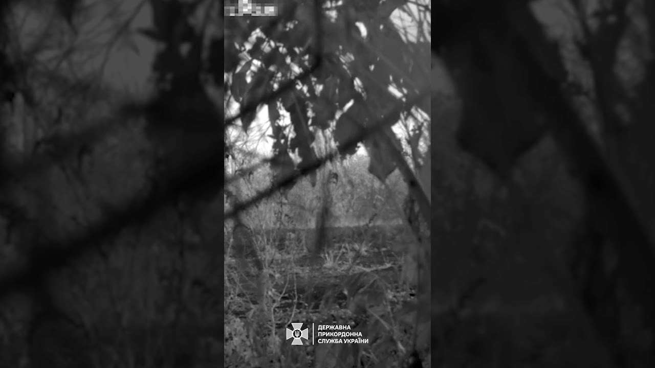 Волчьи стаи заметили в Одесской области Волчьи стаи заметили в Одесской области