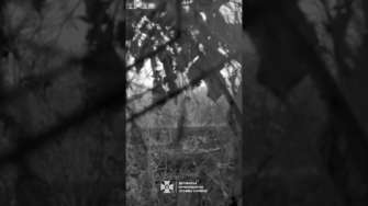 Вовчі зграї помітили на Одещині Вовчі зграї помітили на Одещині