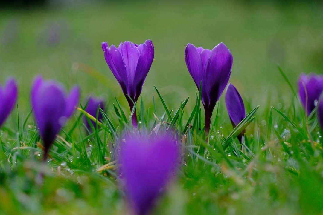 Найкращі поради з садівництва для початківців