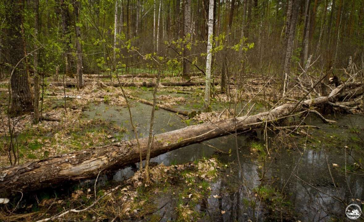 У Чорнобильському заповіднику помітили пухнастого хижого звіра. Фото