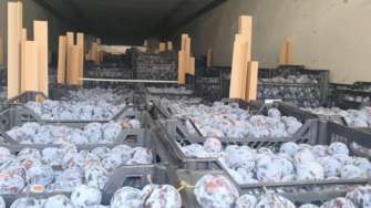 Фото: Prozorro Українська митниця продає на аукціоні 20 тонн слив