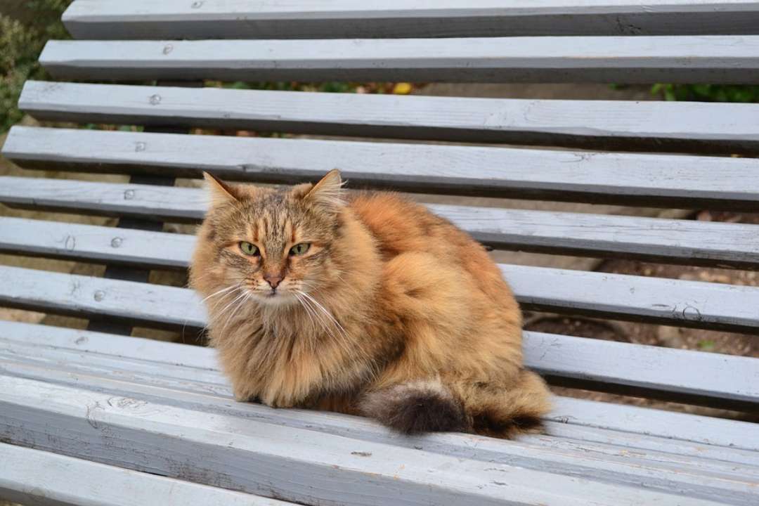 Коти в Херсоні визнані частиною екосистеми