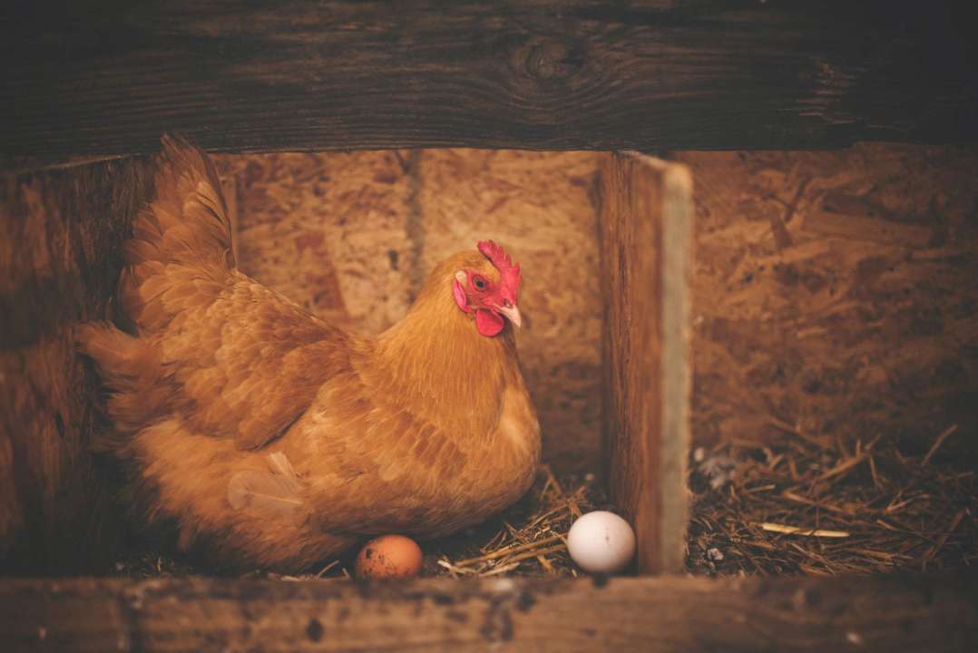 Польша предложила ЕС увеличить список продуктов, которые не следует экспортировать из Украины в ЕС. Фото: Pexels запрет зерна Польша