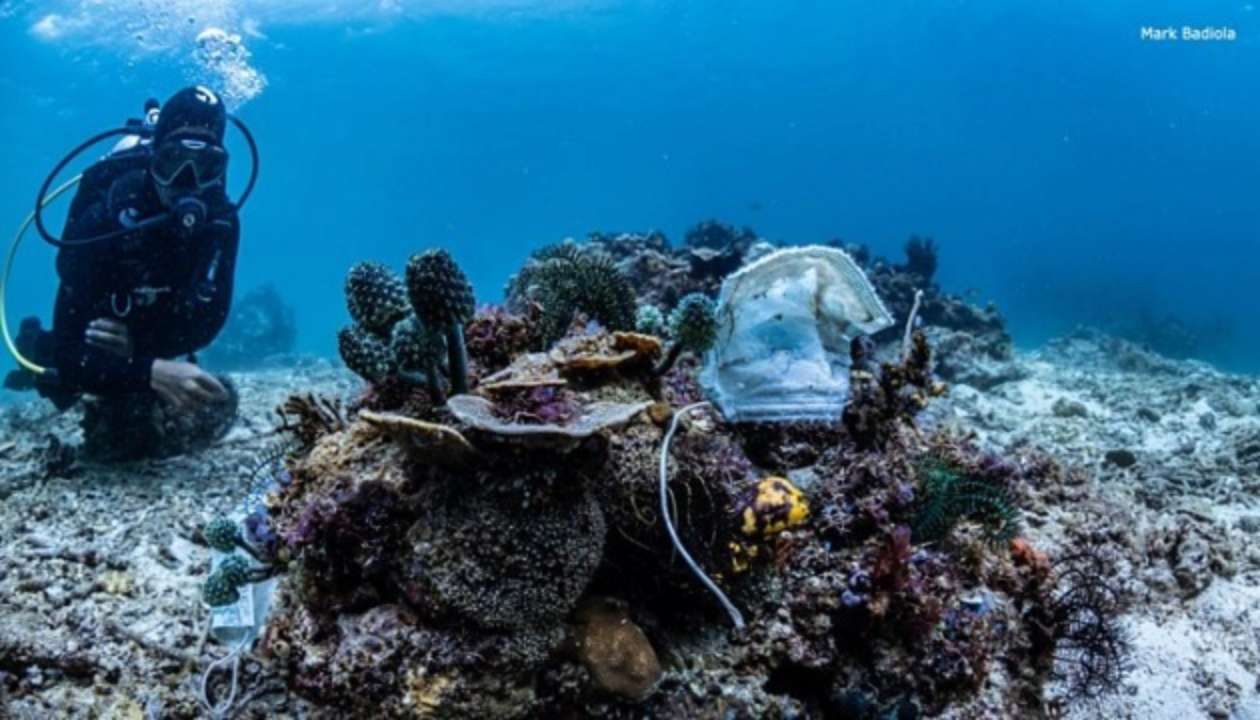 Каралові рифи