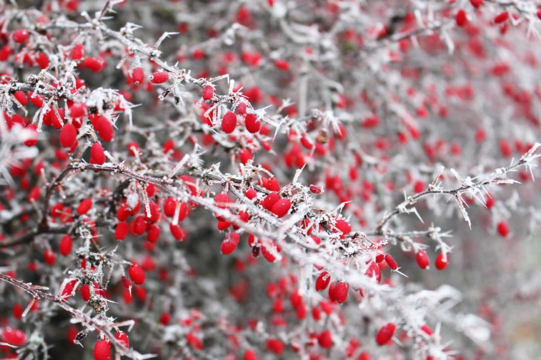 Праздники 8 февраля/Фото: pexels Калина