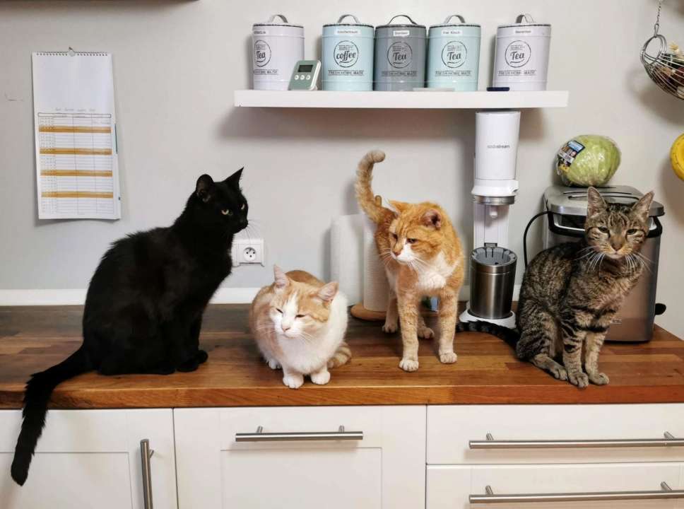 Болезни кошек