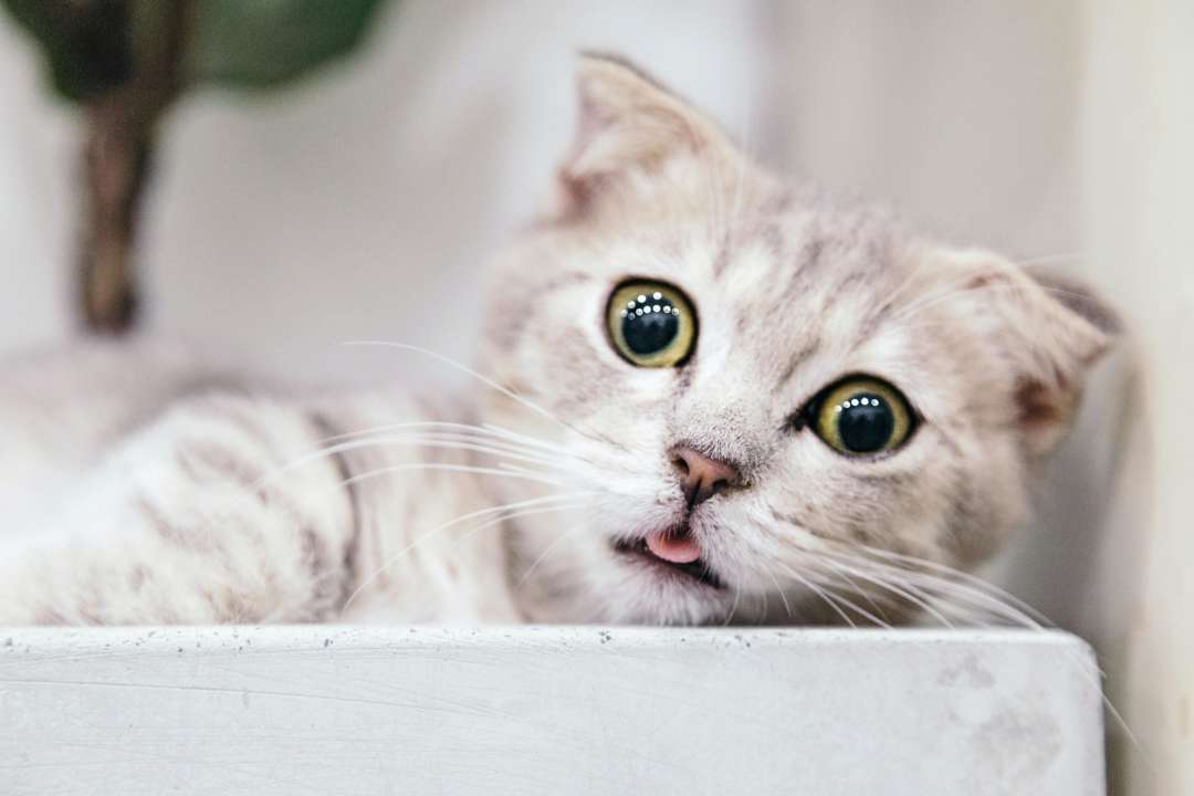 Объясняем почему коты начинают беситься ночью/Фото:Tran Mau Tri Tam/Unsplash Почему коты ночью начинают беситься и бегать по квартире: объяснение ветеринаров