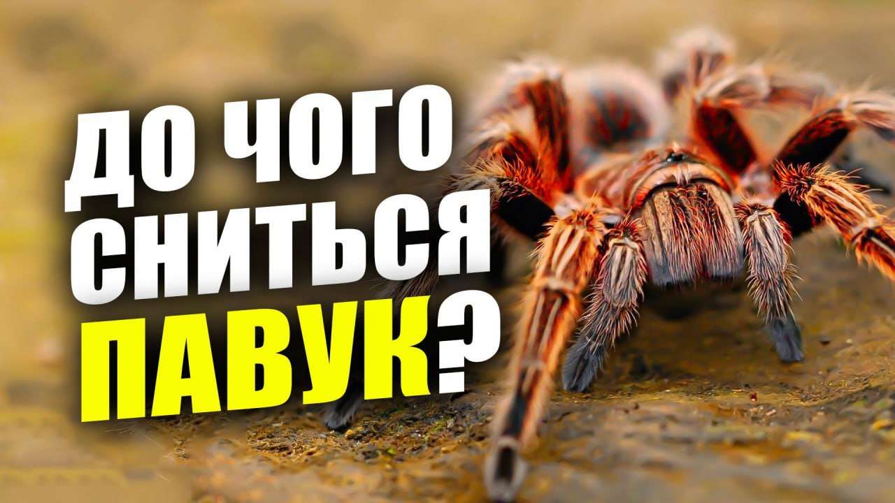 До чого сниться павук? Значення сновидіння для жінок та чоловіків