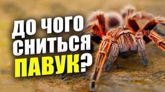 Какое значение имеет сон о пауке/Фото: МЕТА К чему снится паук? Значение сновидения для женщин и мужчин