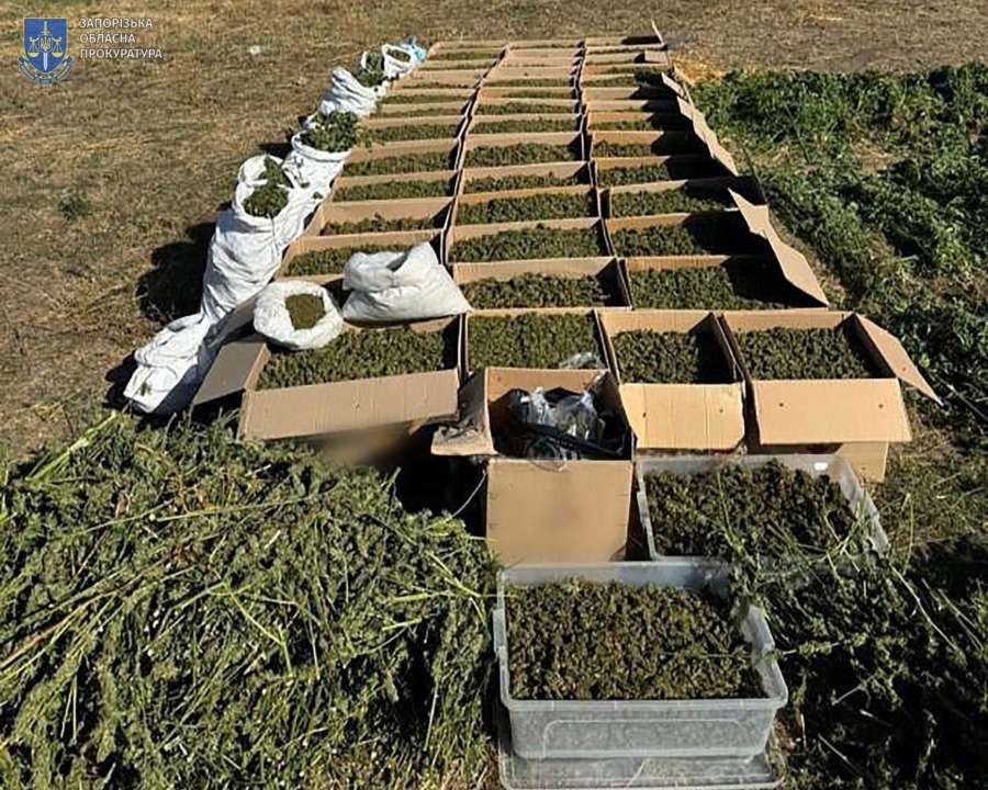 Правоохоронці знайшли плантацію конопель у Запоріжжі / Фото: t.me/pgo_gov_ua Правоохоронці знайшли плантацію конопель у Запоріжжі / Фото: t.me/pgo_gov_ua