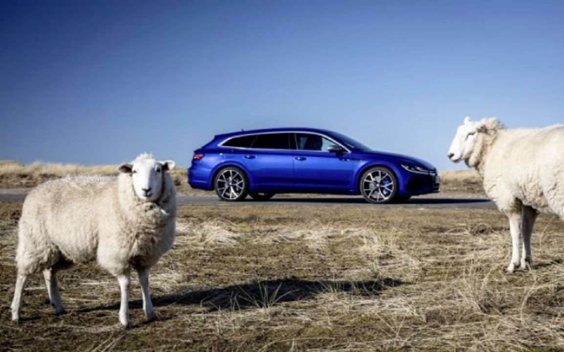 У США влаштували на роботу овець та ослів/Фото: Volkswagen Arteon У США влаштували на роботу овець та ослів