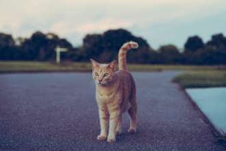 Велосипедист в Сан-Марино убил кота министра/Фото: Unsplash Велосипедист в Сан-Марино убил кота министра/Фото: Unsplash