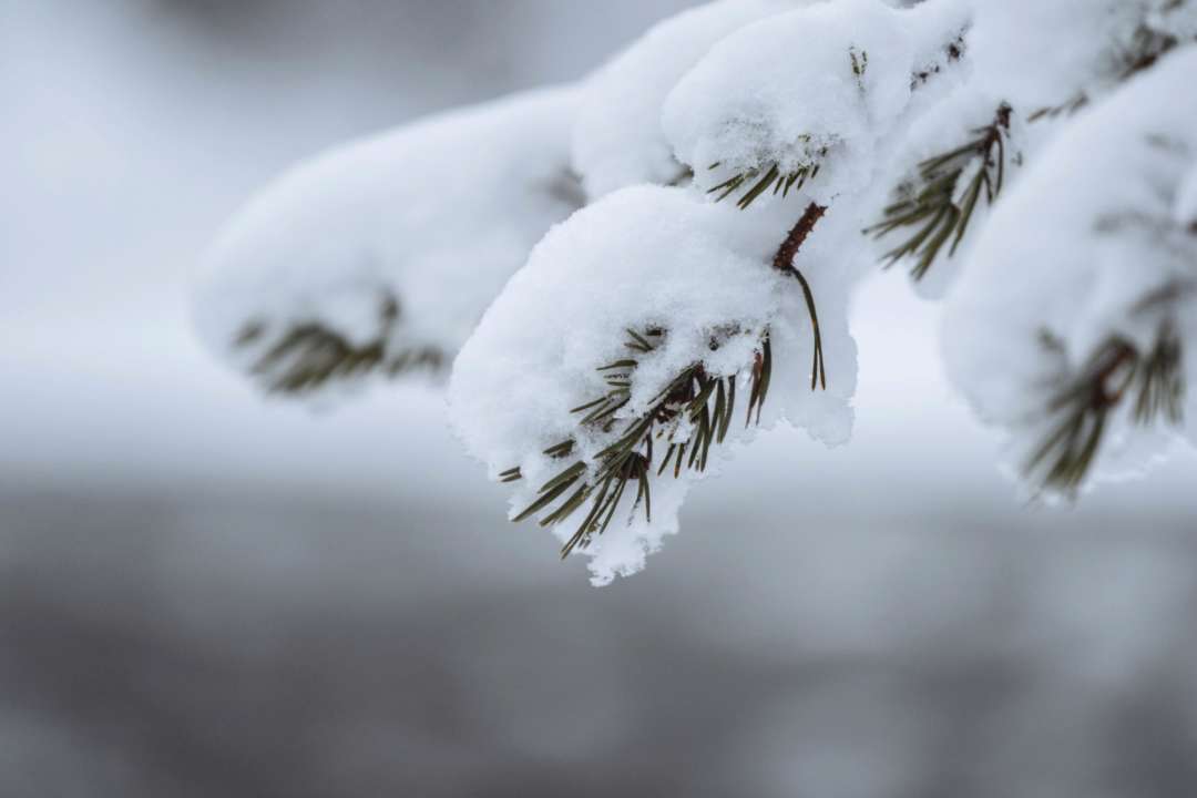 В Україну повернулися холоди, а Волинь засипало снігом / Фото: rawpixel.com/Freepik
